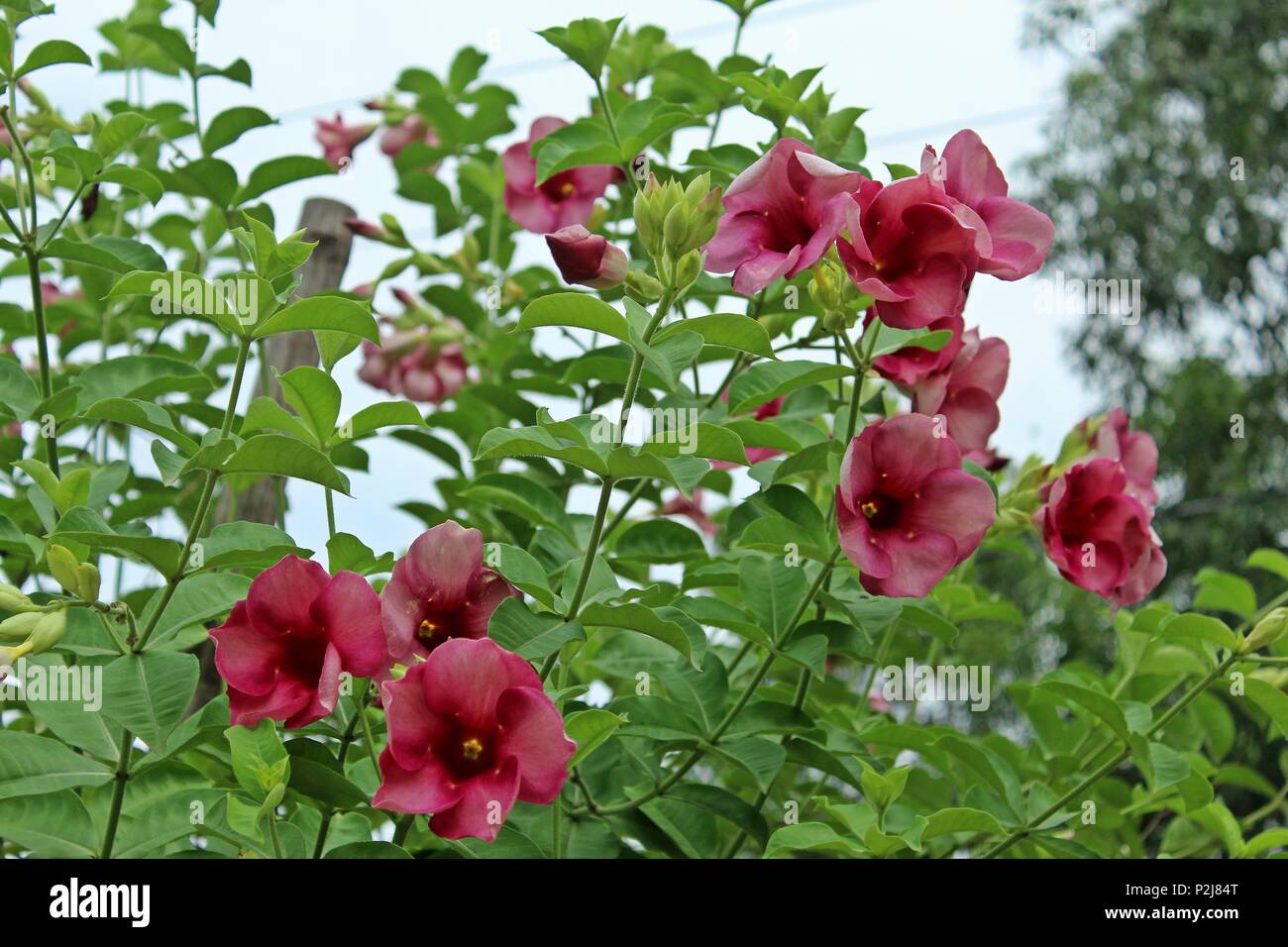 Allamanda flower fotografías e imágenes de alta resolución - Alamy
