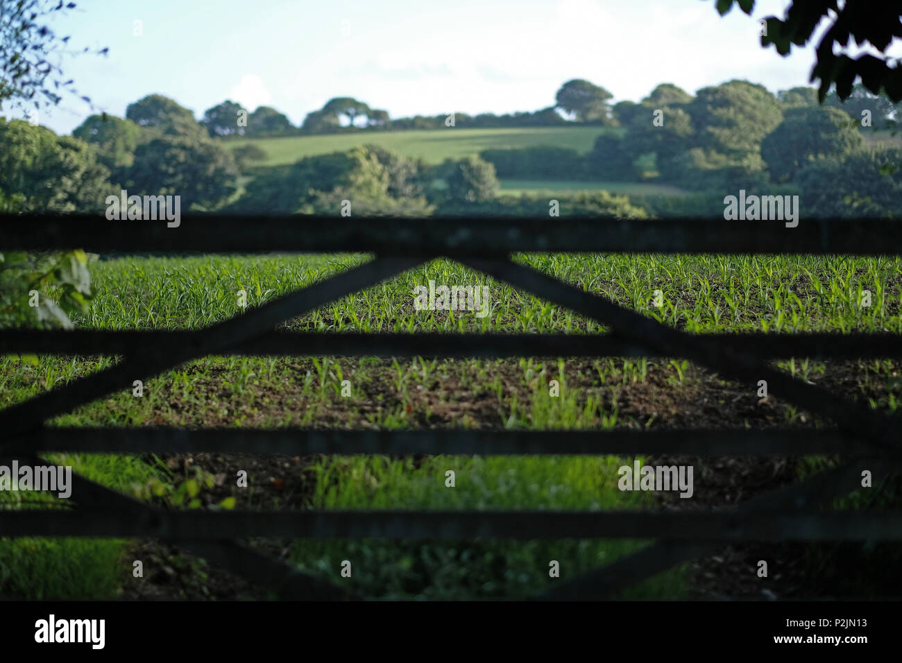 Una puerta de campo con cultivos en el campo detrás de Foto de stock