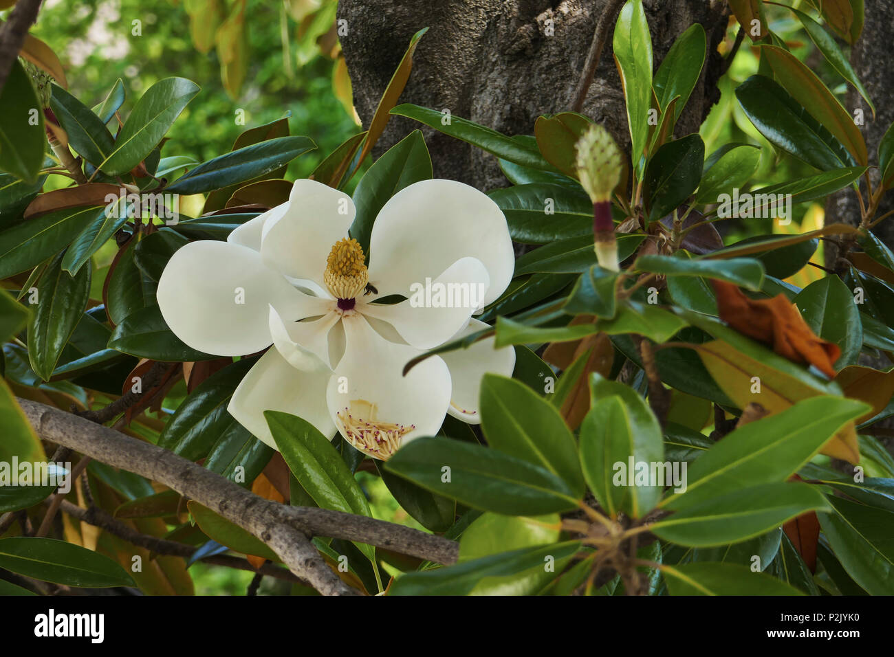 El árbol en flor de la Magnolia grandiflora, también conocido como el sur  de Magnolia Fotografía de stock - Alamy