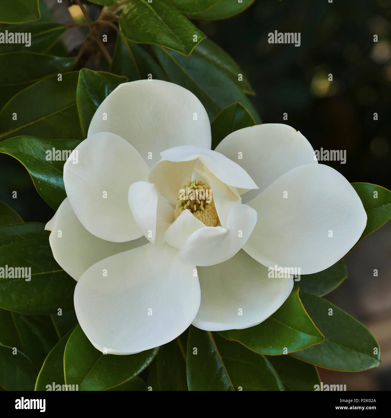 El árbol en flor de la Magnolia grandiflora, también conocido como el sur  de Magnolia Fotografía de stock - Alamy