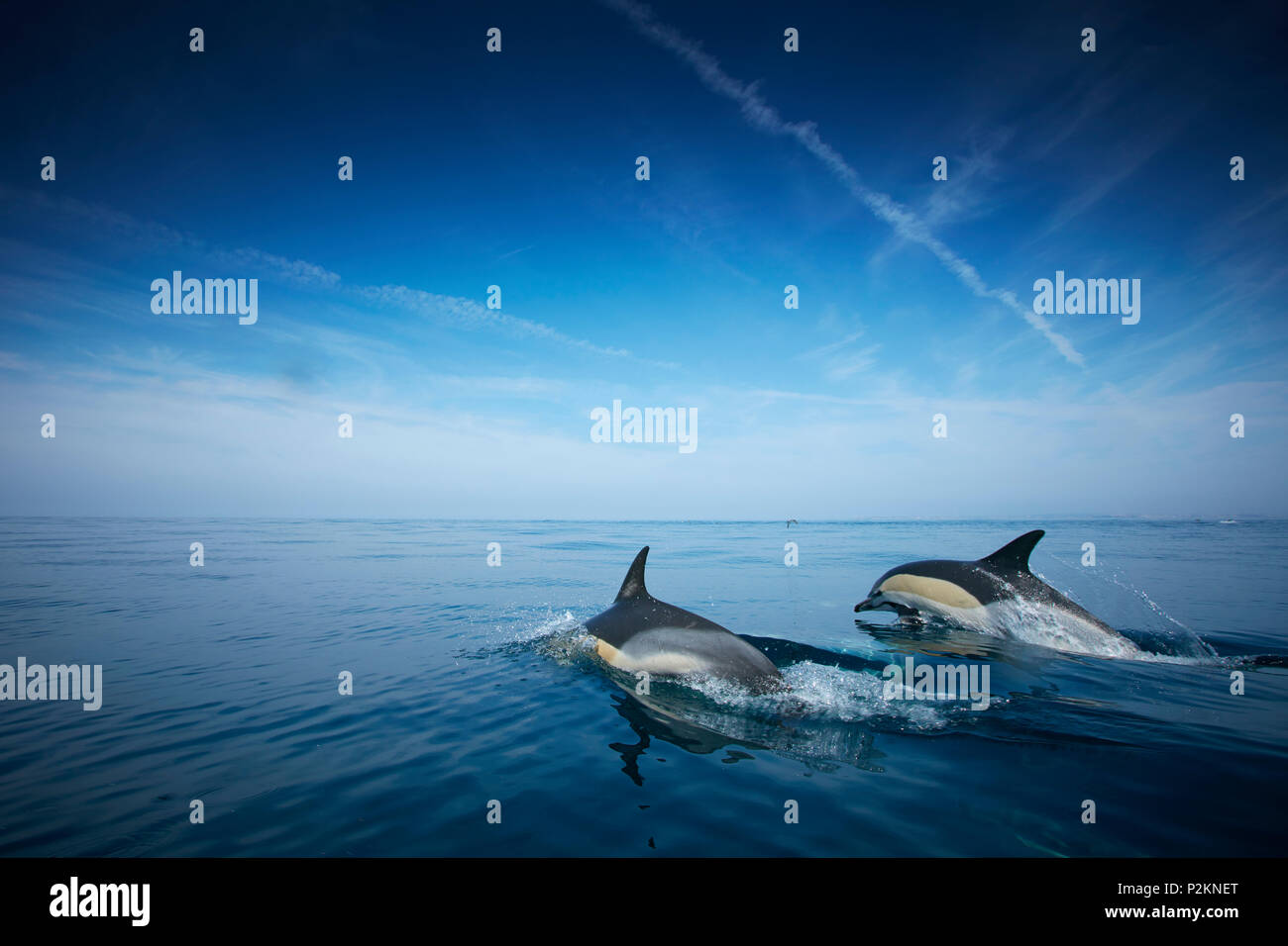 Escuela de delfines, Sagres, Algarve, Portugal Foto de stock