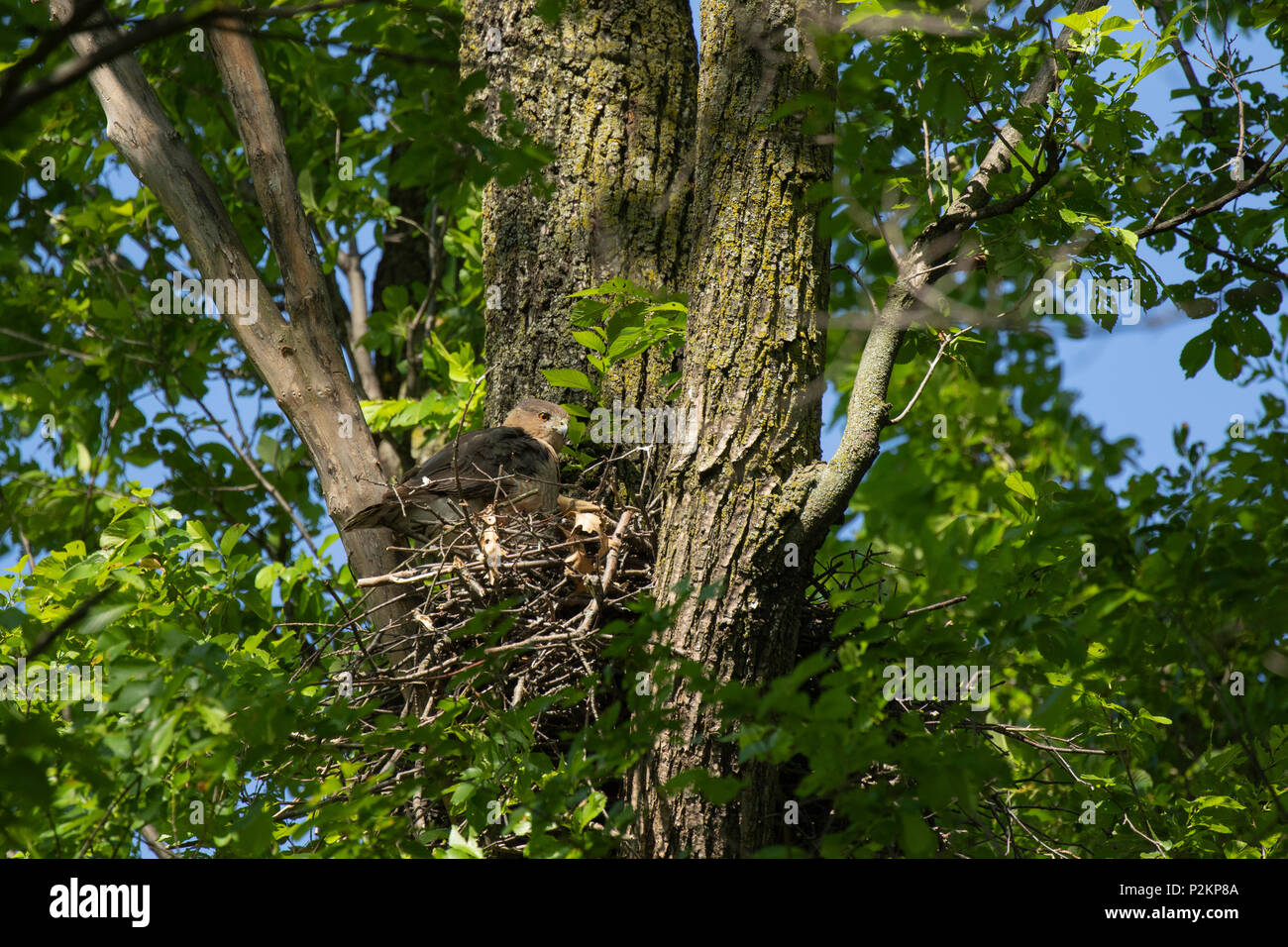 Una hembra Cooper's hawk en nido activo en un parque en Toronto, Ontario, Canadá. Foto de stock
