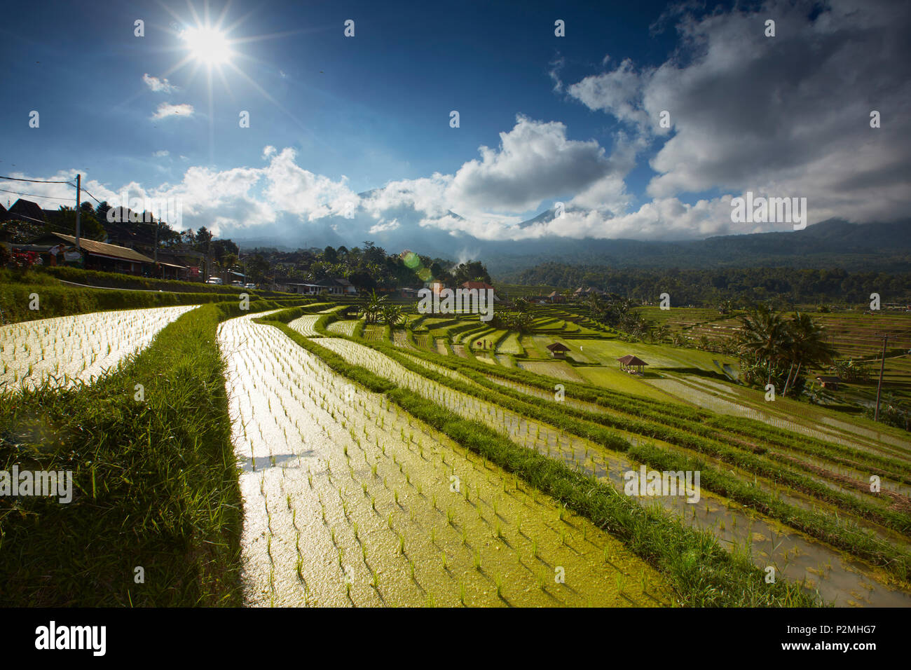 Terrazas de arroz, Bali, Indonesia Jatiluweh Foto de stock