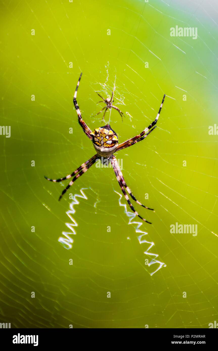 Caribe, Antillas Menores, San Vicente y las Granadinas, Isla Mayreau, un par de arañas en su web Foto de stock
