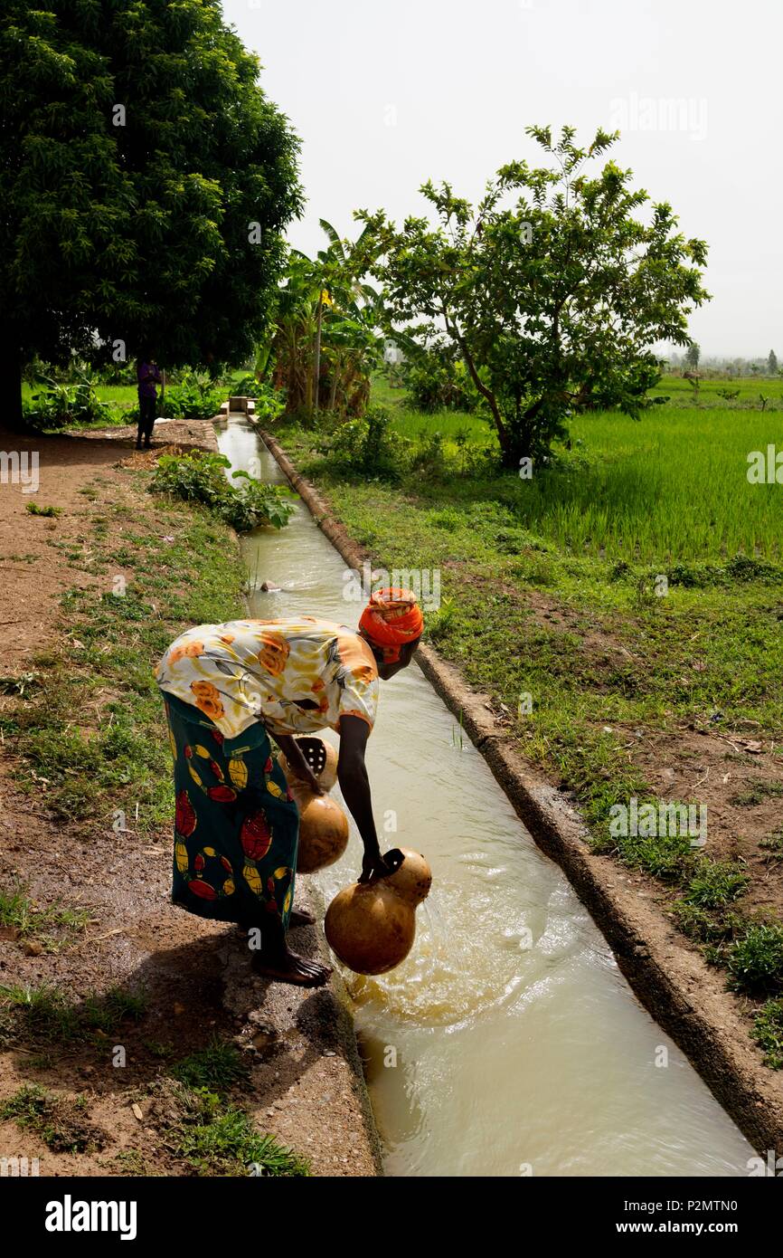 Burkina Faso Una Mujer Tome Un Poco De Agua De Una Cuenca De Agua