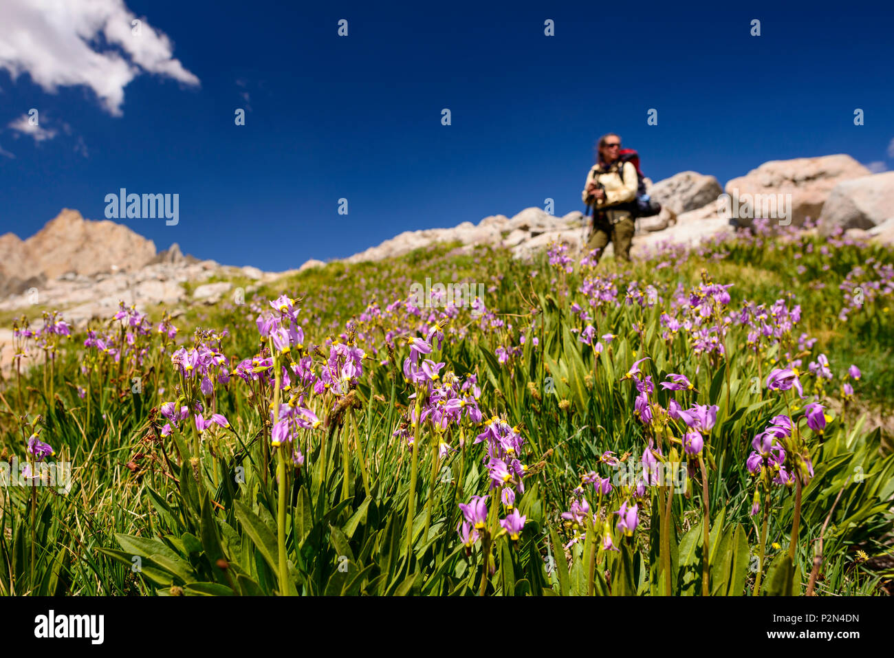 Backpacker con campo de flores silvestres y shooting star brecha glaciar en el fondo mientras senderismo en Cuenca Humphreys en la Sierra alta,California. Foto de stock