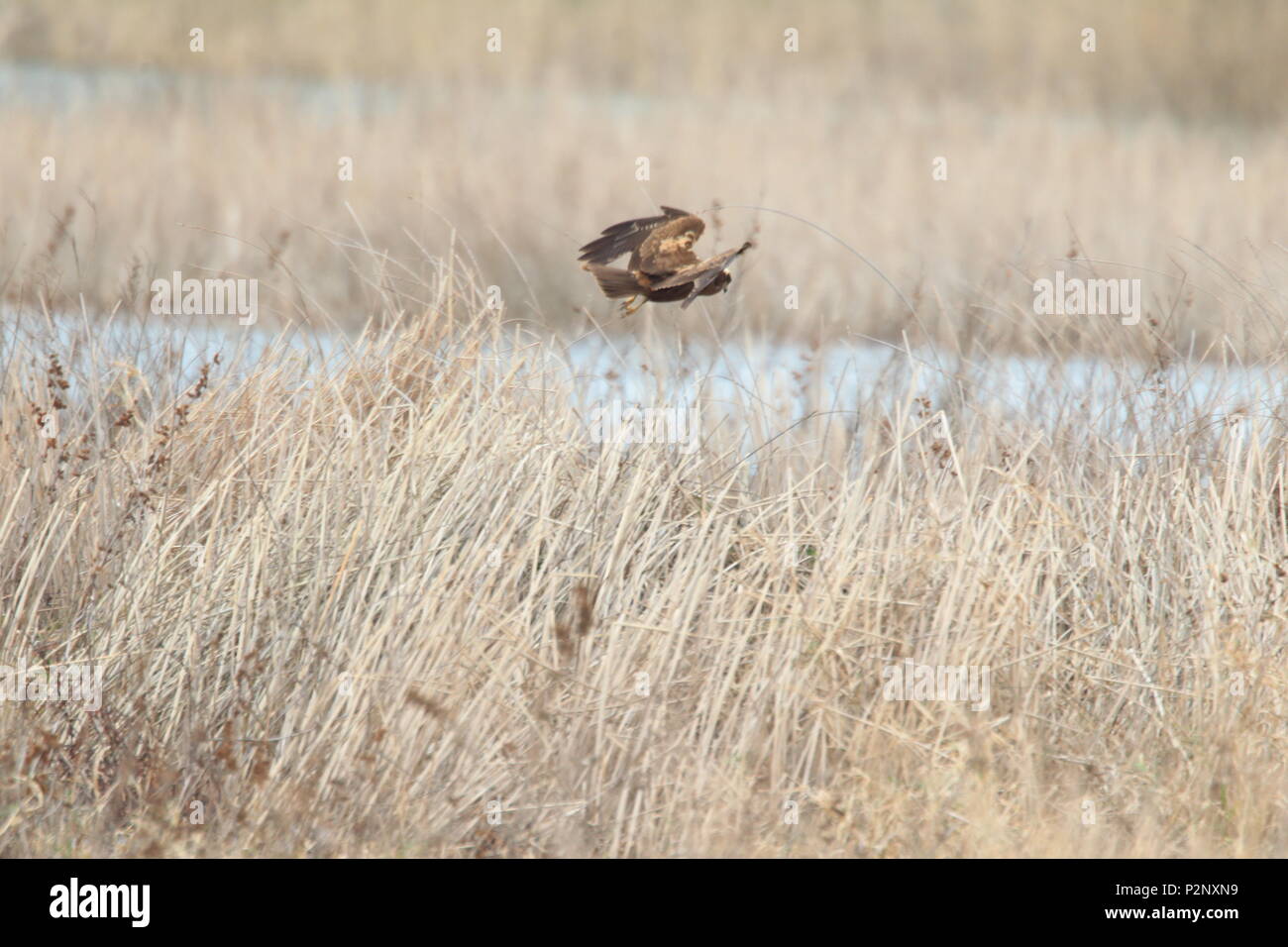 Aguilucho lagunero occidental (Circus aeruginosus) en Turquía Foto de stock