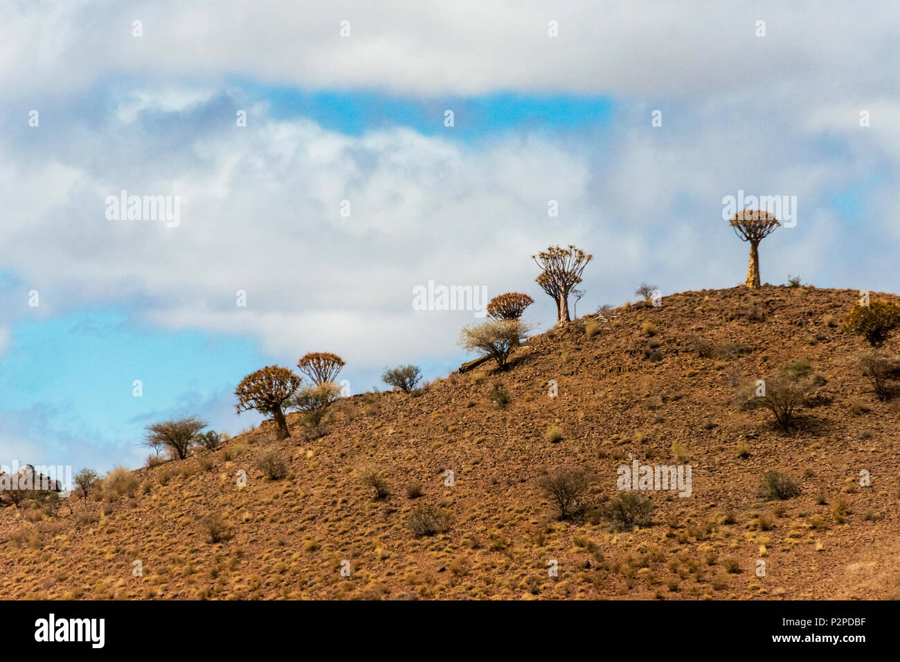 Temblar los árboles, el desierto de Kalahari, Región Karas, Namibia Foto de stock