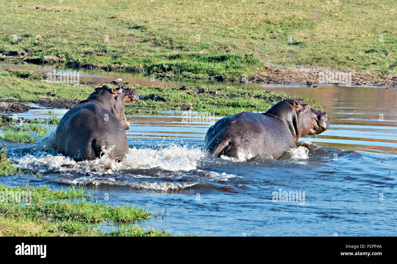 Hippo, el Parque Nacional Chobe, distrito noroccidental, Botswana Foto de stock