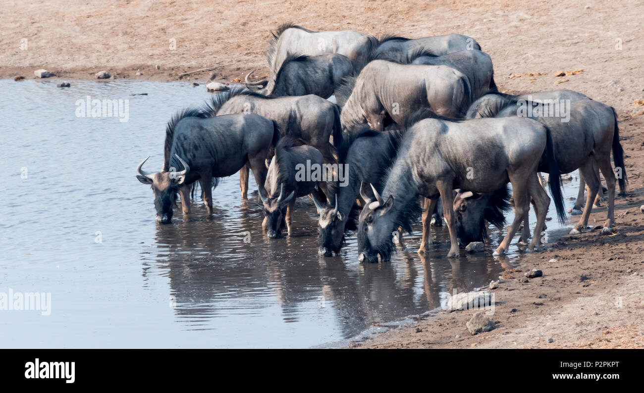 Los ñus en un abrevadero, el Parque Nacional de Etosha, Namibia, Región Oshikoto Foto de stock