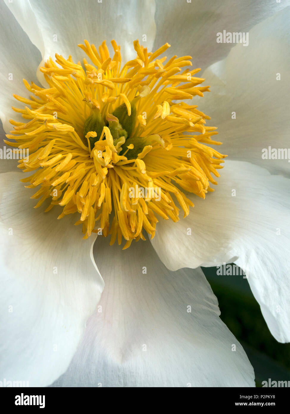 Solo Paeonia lactiflora 'Blanco' Alas peonía closeup Foto de stock