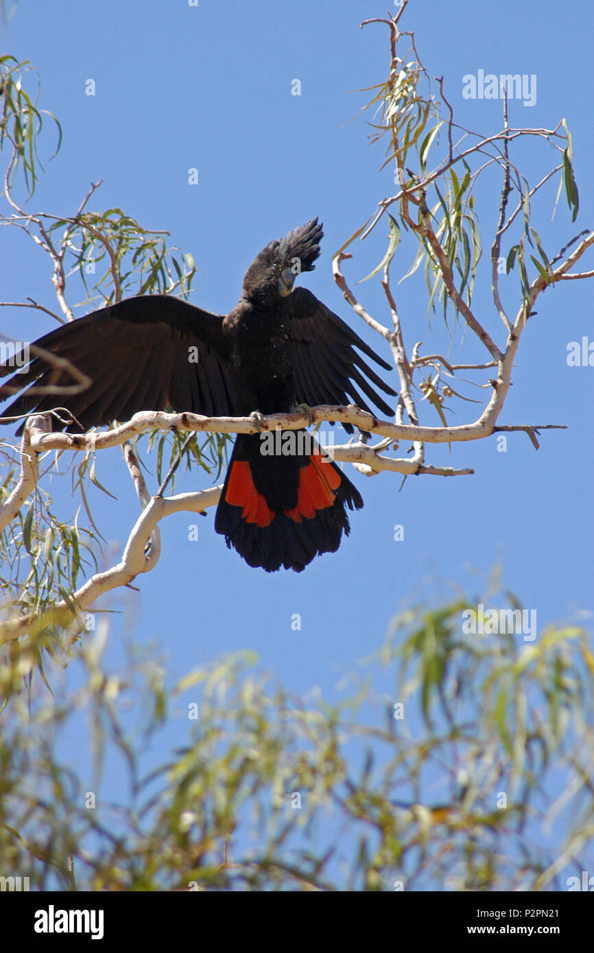 La cola roja Calyptorhynchus banksii cacatúa (negro), también conocida como Banksian- o los bancos' en negro cacatúa, la cacatúa negro grande nativo de Australia Foto de stock
