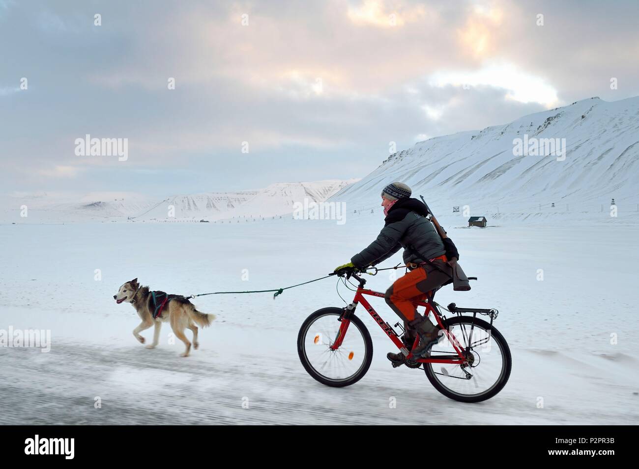 Noruega, Svalbard, Spitzbergen, valle de Adventdalen cerca de Longyearbyen, perro andando en bicicleta con un fusil para protegerse contra el posible peligro de los osos polares Foto de stock