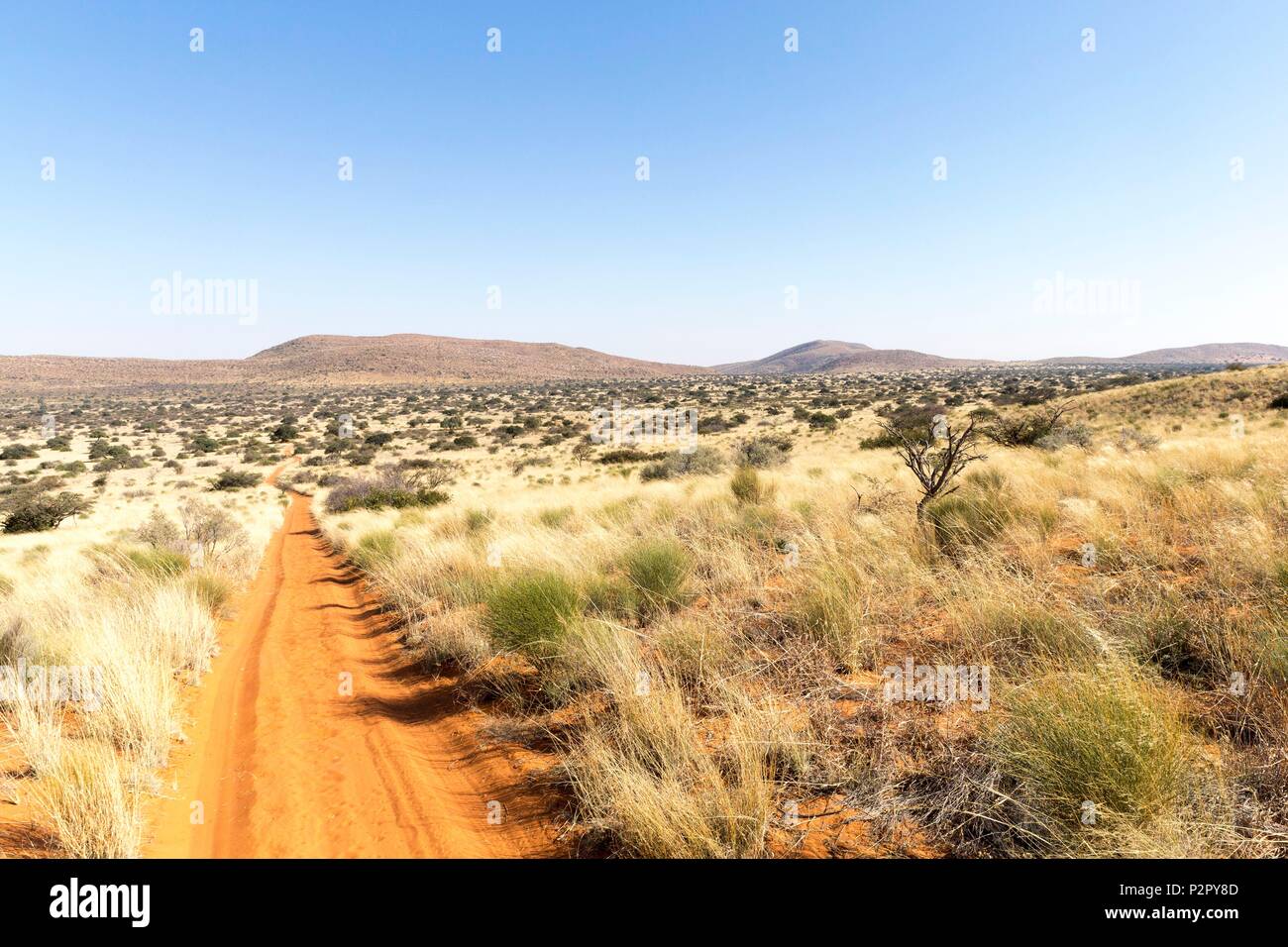 Sudáfrica, el desierto de Kalahari y Savannah, paisaje Foto de stock