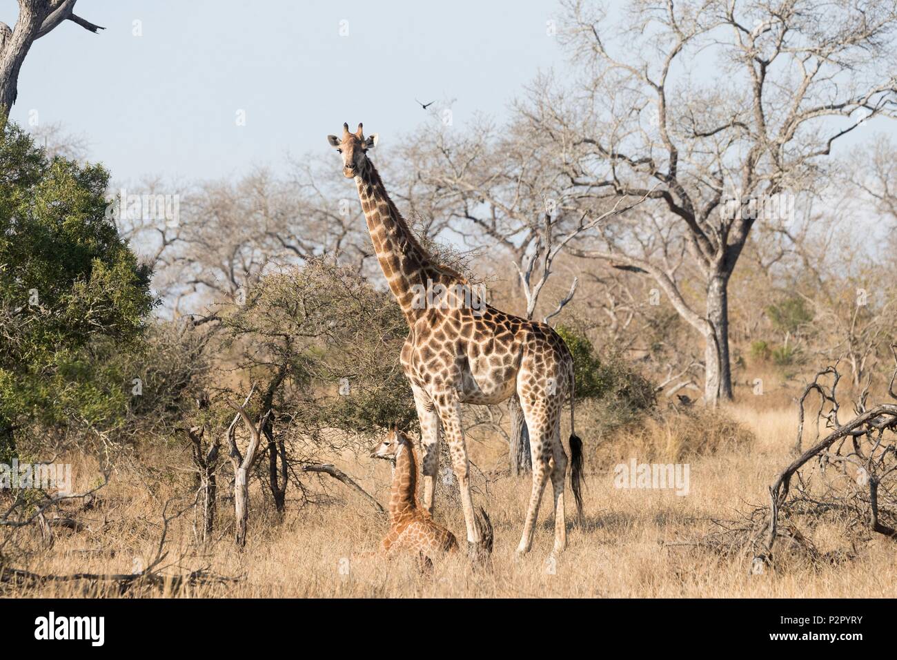 África, República Sudafricana, la reserva de caza Mala Mala, en el norte de la jirafa (Giraffa camelopardalis), adulto Foto de stock