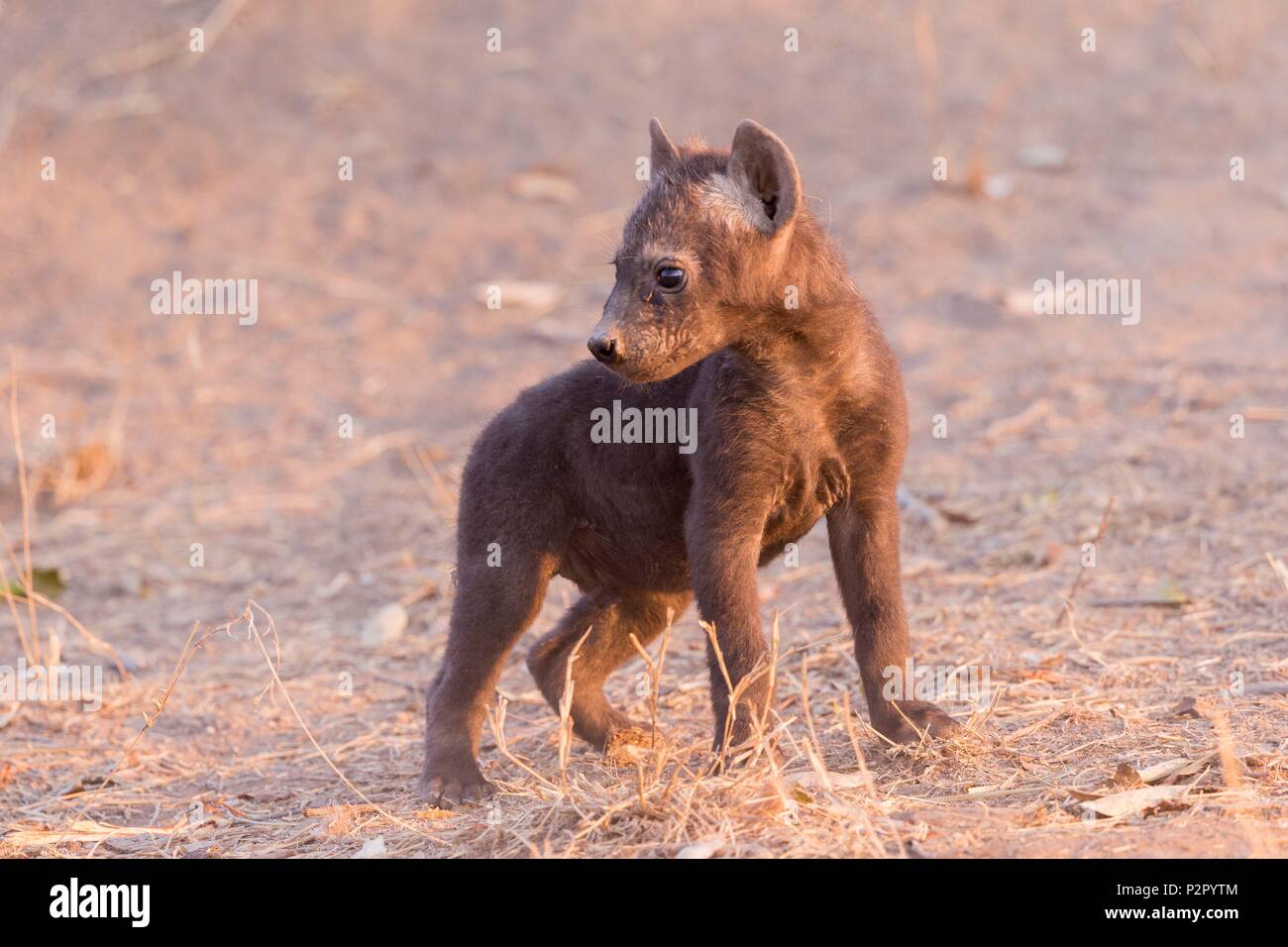 África, República Sudafricana, la reserva de caza Mala Mala, Spotted Hyena (Crocuta crocuta), joven Foto de stock