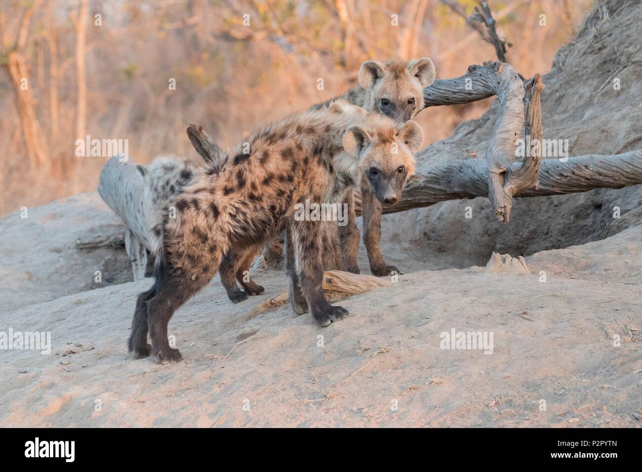 África, República Sudafricana, la reserva de caza Mala Mala, Spotted Hyena (Crocuta crocuta), joven Foto de stock
