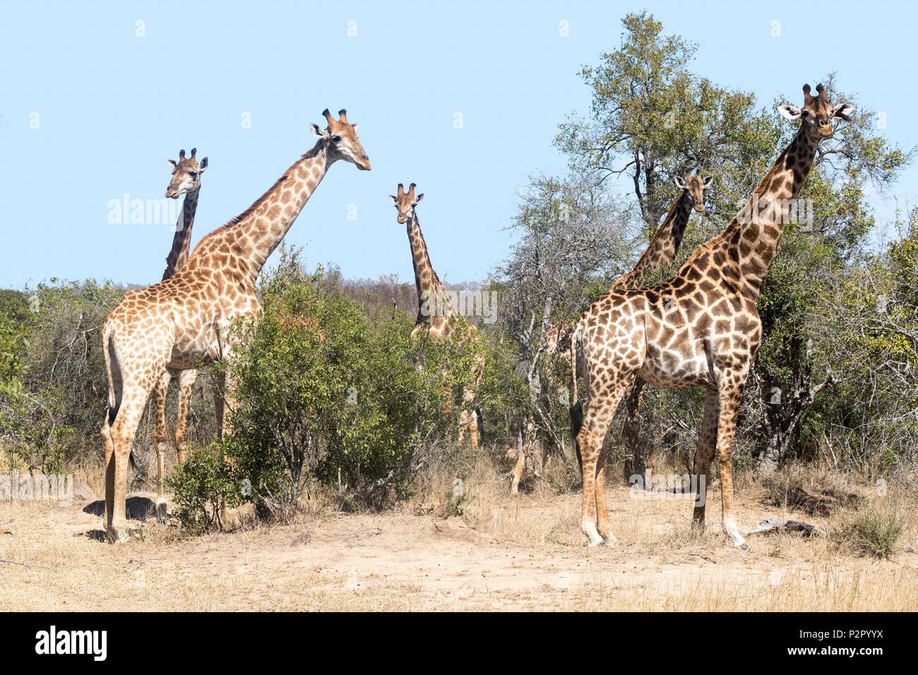 África, República Sudafricana, la reserva de caza Mala Mala, en el norte de la jirafa (Giraffa camelopardalis), adultos Foto de stock