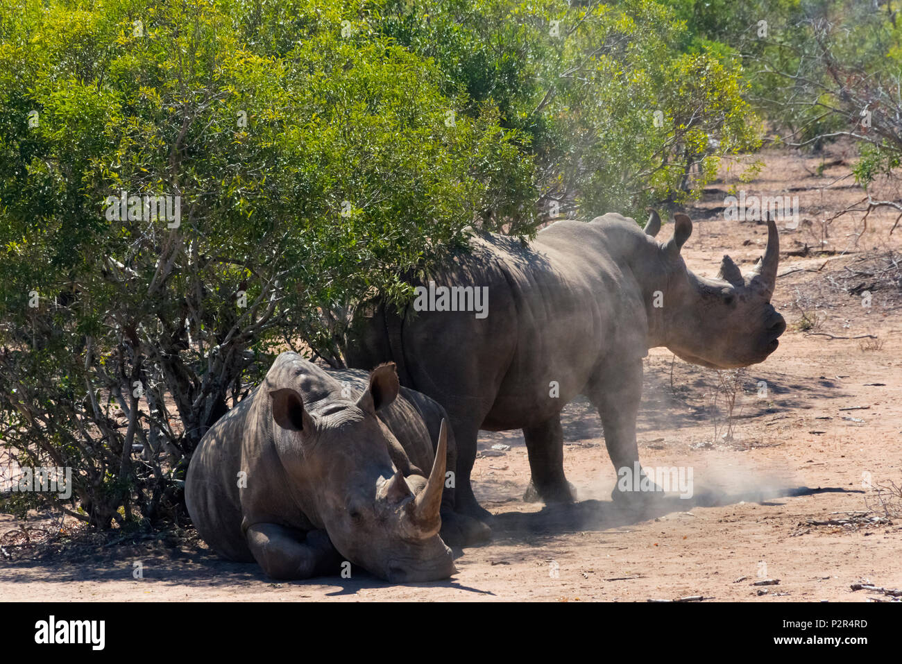 Rinocerontes blancos en la Reserva de caza Mkhaya, Suazilandia Foto de stock