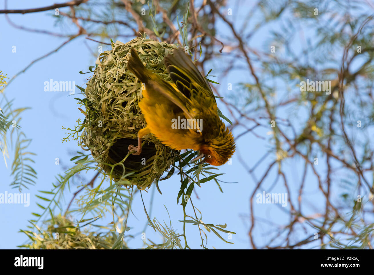 Weaver con nido, Suazilandia Foto de stock