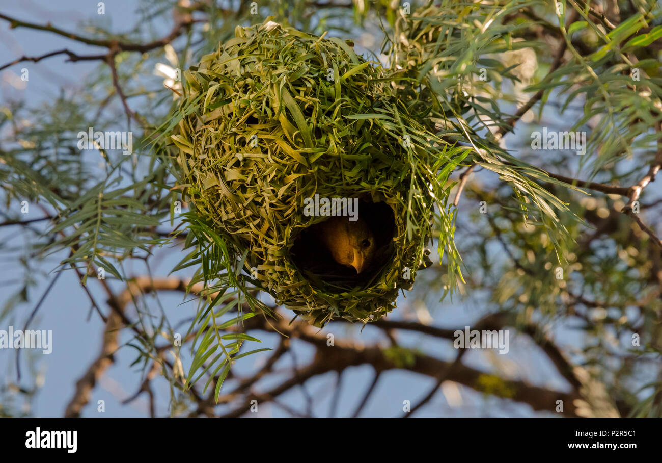 Weaver con nido, Suazilandia Foto de stock