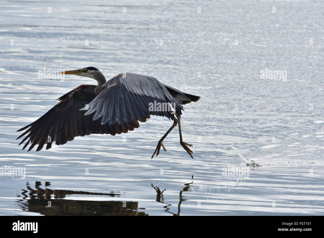 Garzas Azules alimentándose en Esquimalt Lagoon, Caminos Reales, British Columbia, Canadá Foto de stock