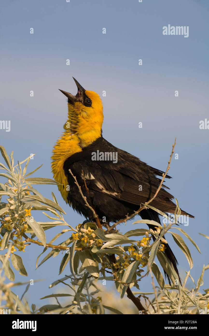 De cabeza amarilla (Xanthocephalus xanthocephalus blackbird) canta, Benton Lake National Wildlife Refuge, cerca de Great Falls, Mt. Foto de stock