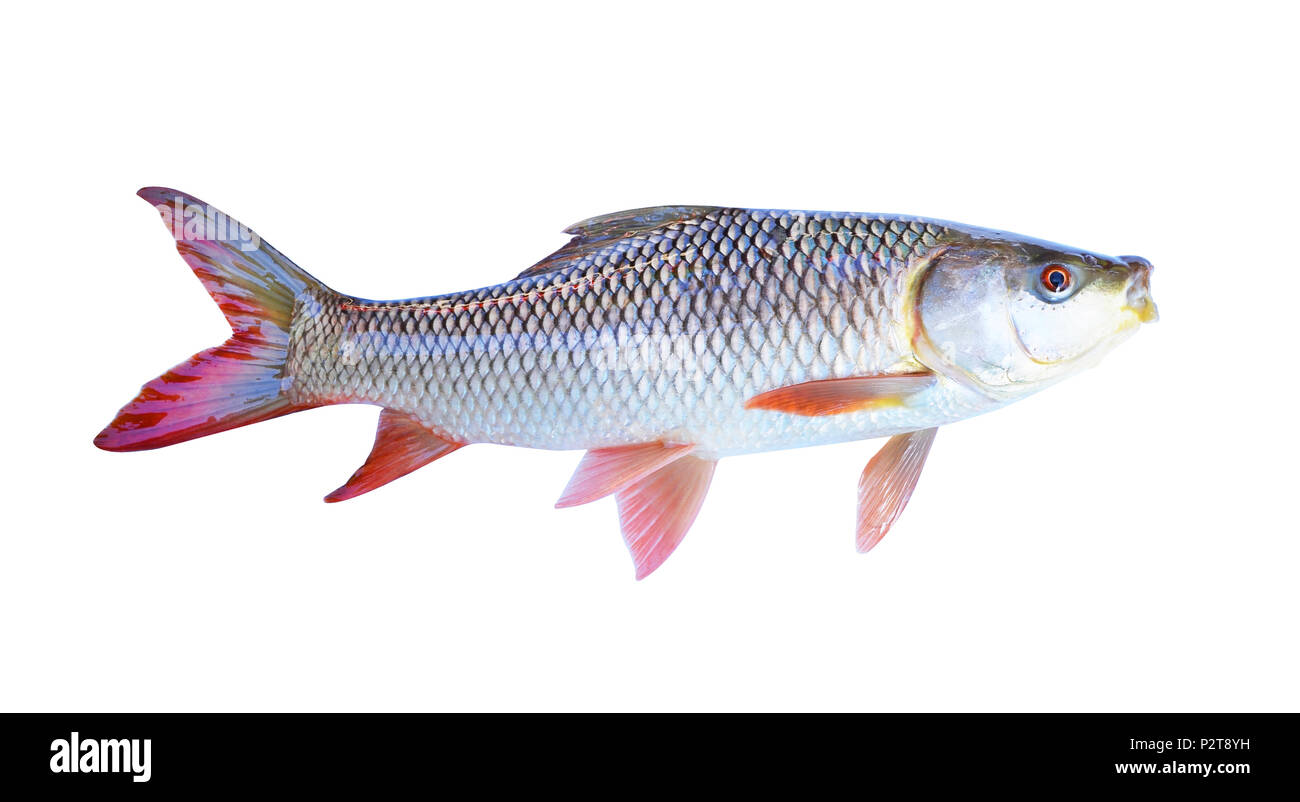 Acuicultura y salud de los peces fotografías e imágenes de alta