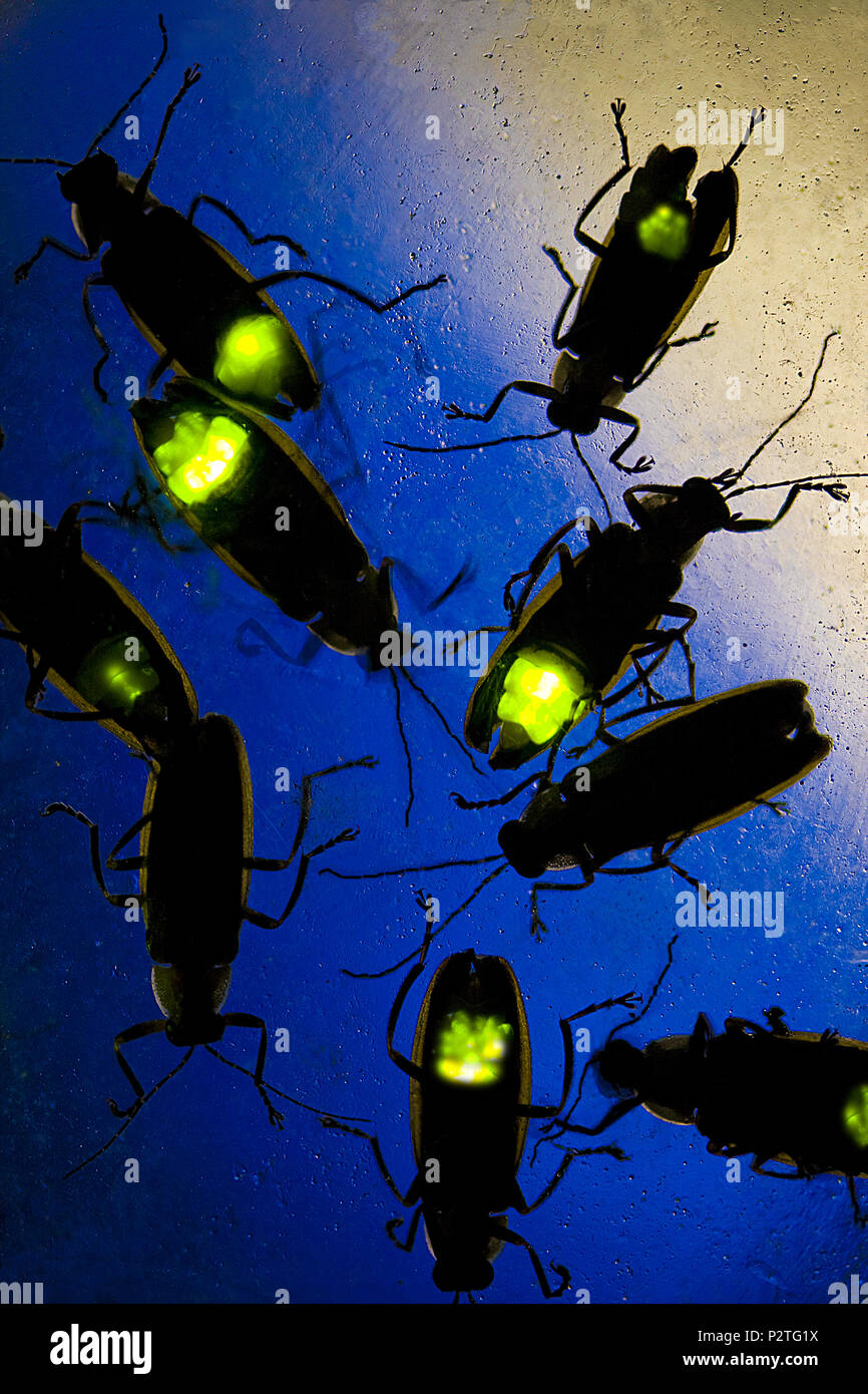 Las luciérnagas parpadeando en la noche - Este escarabajo es también conocido como el relámpago Bug Foto de stock