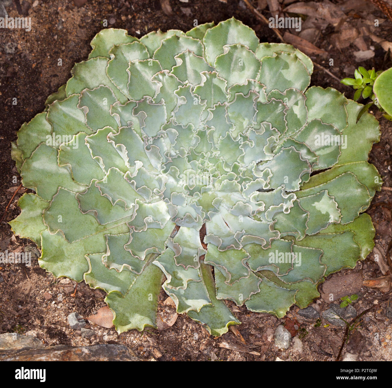 Tolerante a la sequía decorativos vegetales suculentas Echeveria 'adornos' azul azul verde con hojas volantes crecen en roseta simétrica Foto de stock