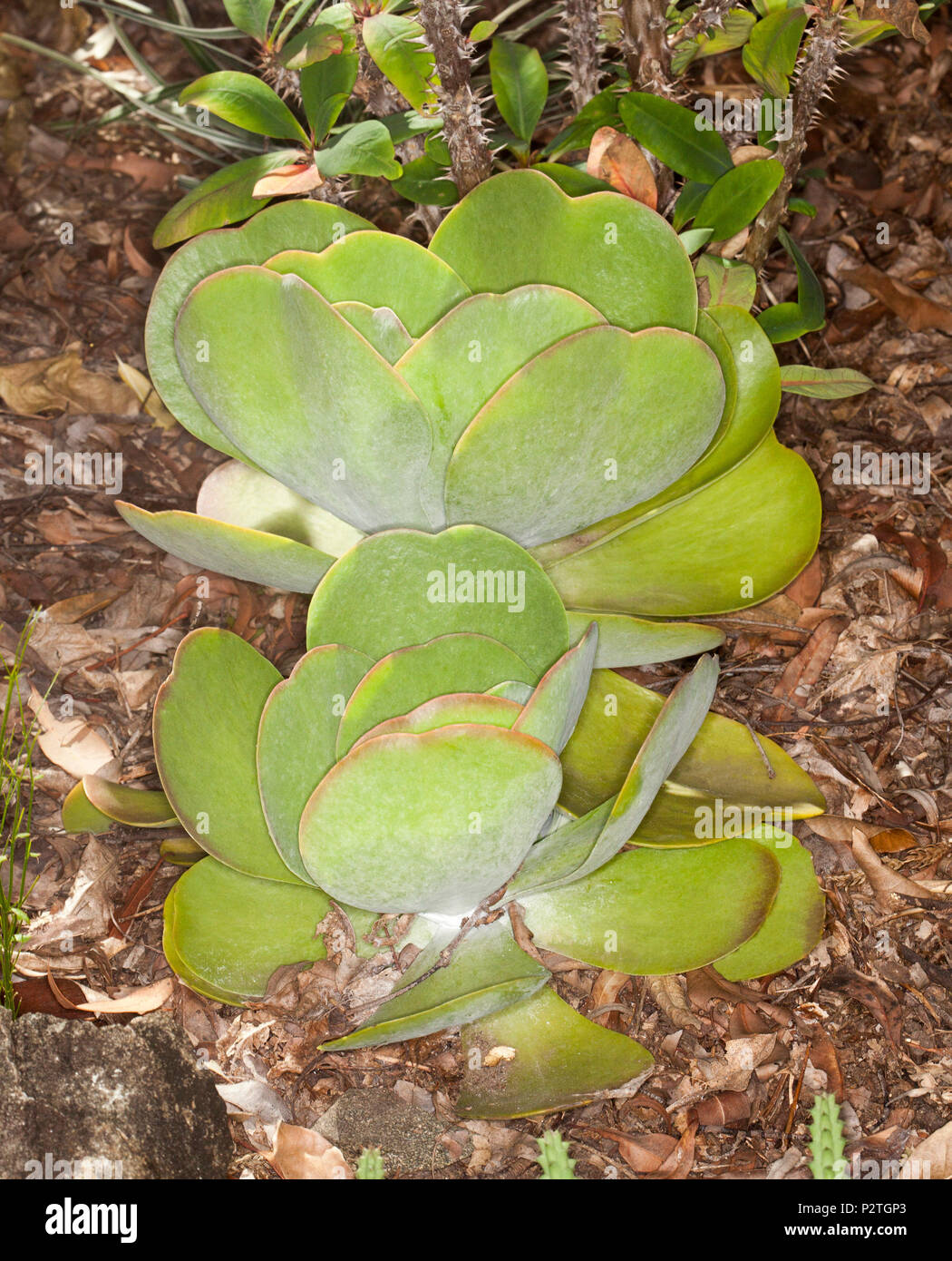 Tolerante a la sequía, plantas suculentas Kalanchoe tetraphylla, Paddle Plant / Flapjacks, con hojas verdes con bordes de color rojo, en el jardín de Australia Foto de stock