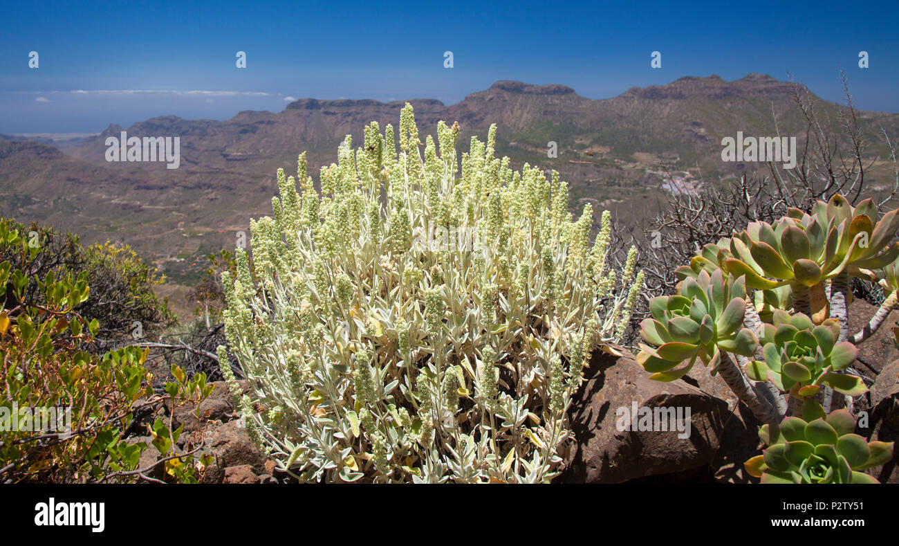 La Flora De Gran Canaria Sideritis Dasygnaphala Té De Montaña