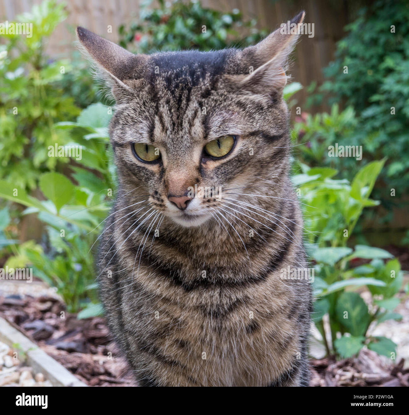 Gato atigrado, gato de Bengala, disparo a la cabeza, la cabeza y los hombros, fuera en un jardín, Foto de stock