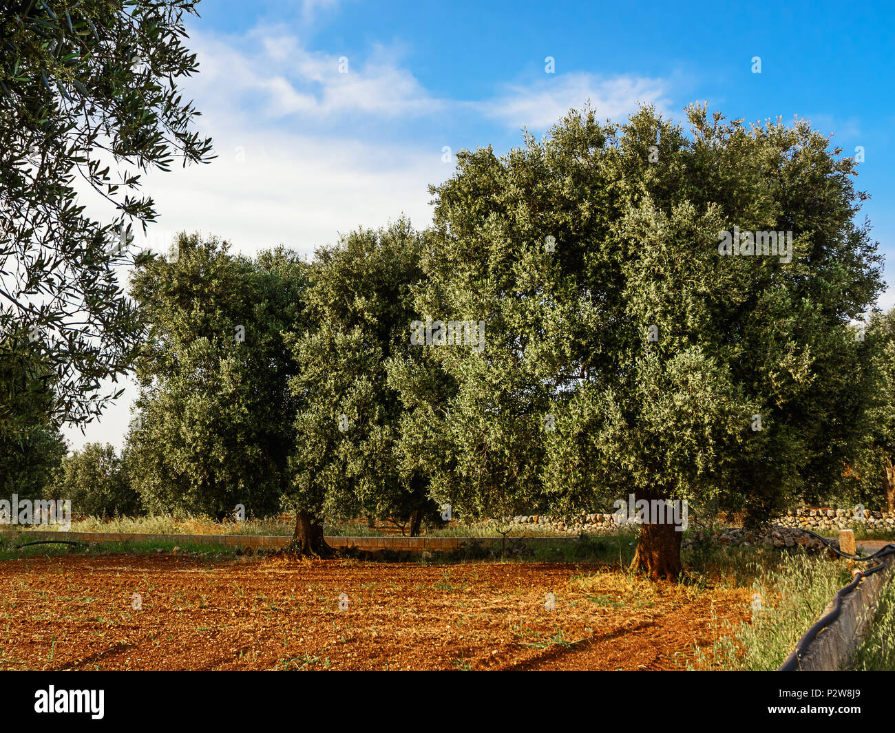 Olivo en la campiña de Salento Puglia Foto de stock