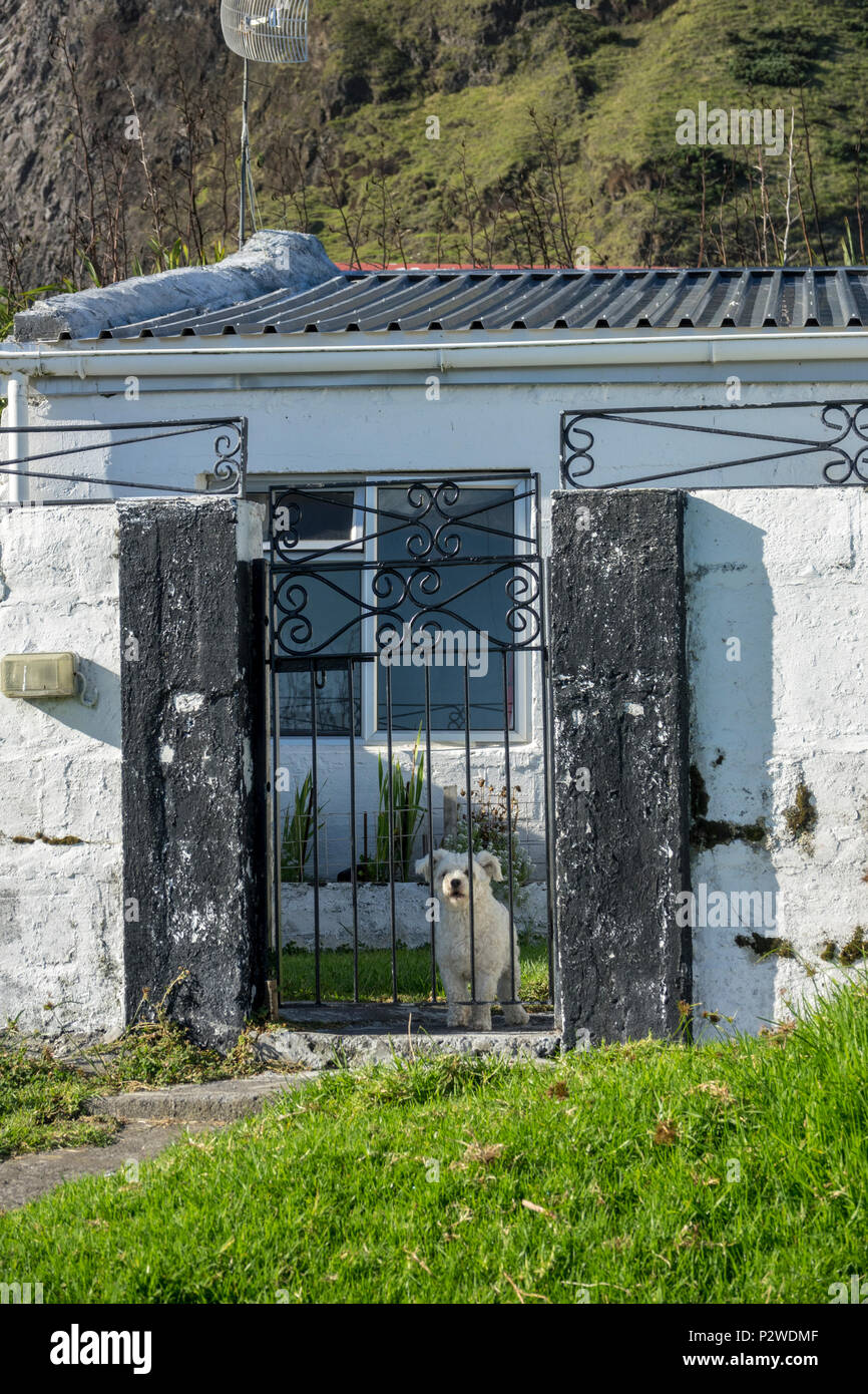 Pequeño perro blanco en la puerta de la casa de Tristán da Cunha, Territorios Británicos de Ultramar, el Océano Atlántico Sur Foto de stock