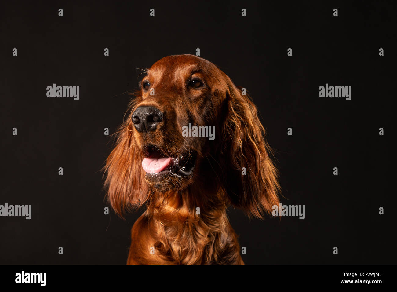 Retrato de cachorro Setter irlandés sobre fondo negro Fotografía de stock -  Alamy