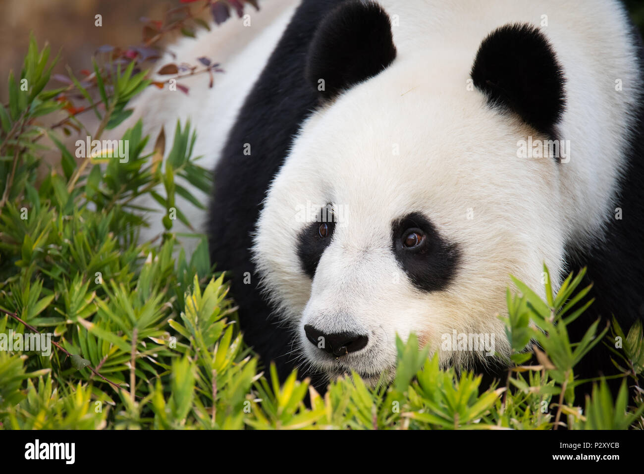 Un panda gigante en un zoológico en el sur de Australia, que es uno de sólo dos pandas en Australia. Pandas Gigantes son vulnerables a la extinción en el medio silvestre. Foto de stock