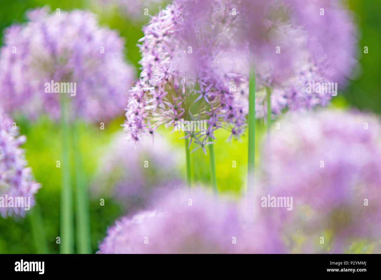 En Hostas cottage garden, Inglaterra, Reino Unido. Foto de stock