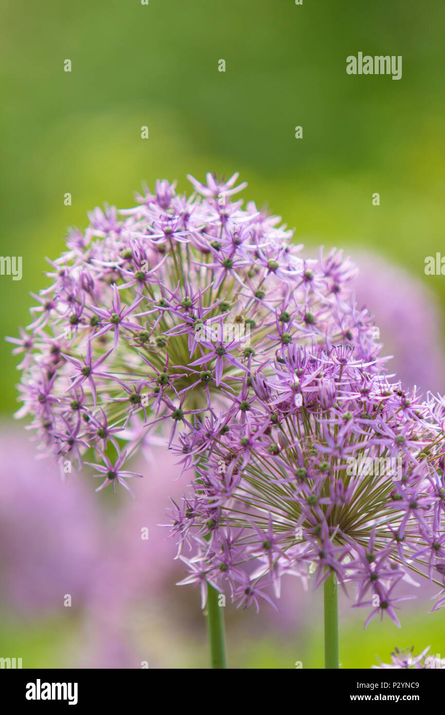 En Hostas cottage garden, Inglaterra, Reino Unido. Foto de stock