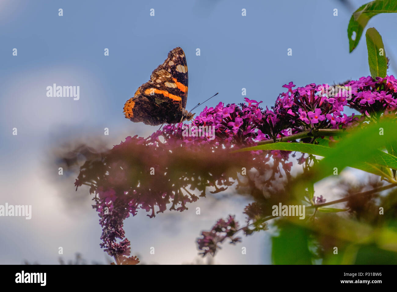 Un 'Vanessa Atalanta' butterfly está sentado sobre un 'Buddleia Davidii', mejor conocida como la mariposa-bush. Ama el néctar de las flores púrpura. Foto de stock