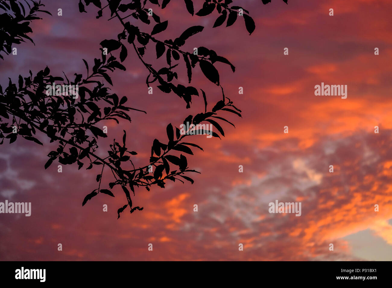 Justo después del atardecer, el cielo del belga 'Dekshoevevijver' en la ciudad de Geel muestra colores maravillosos por encima de algunos pequeños, oscureciendo las ramas de los árboles. Foto de stock