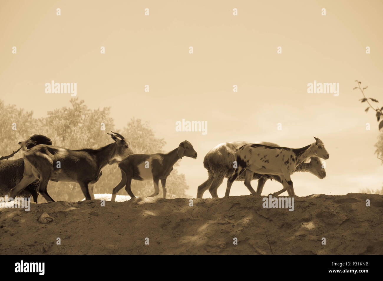 Un rebaño de cabras es llevado de vuelta a sus campos. Las cabras caminar en filas por encima de la arena en el campo cerca de Cafayate, Argentina. Foto de stock