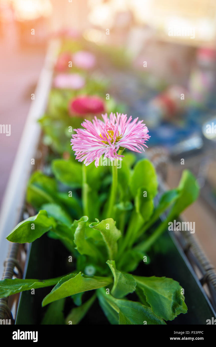 Diente de león rosado fotografías e imágenes de alta resolución - Alamy