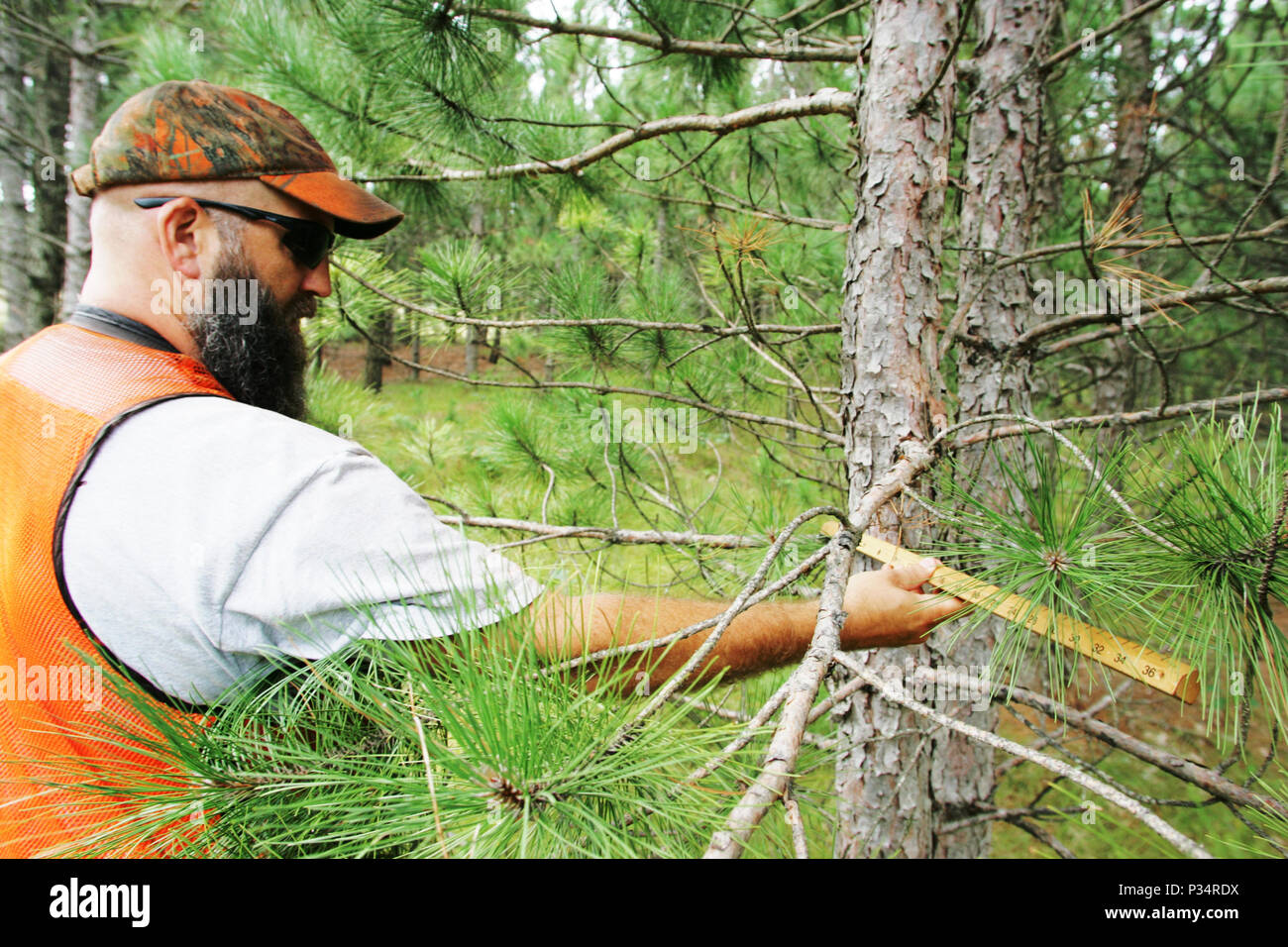 Técnico Forestal Charles Mentzel con la oficina forestal de la Dirección de  Obras Públicas de la División Ambiental de la Subdirección de Recursos  Naturales toma las mediciones en un árbol mientras trabajaba