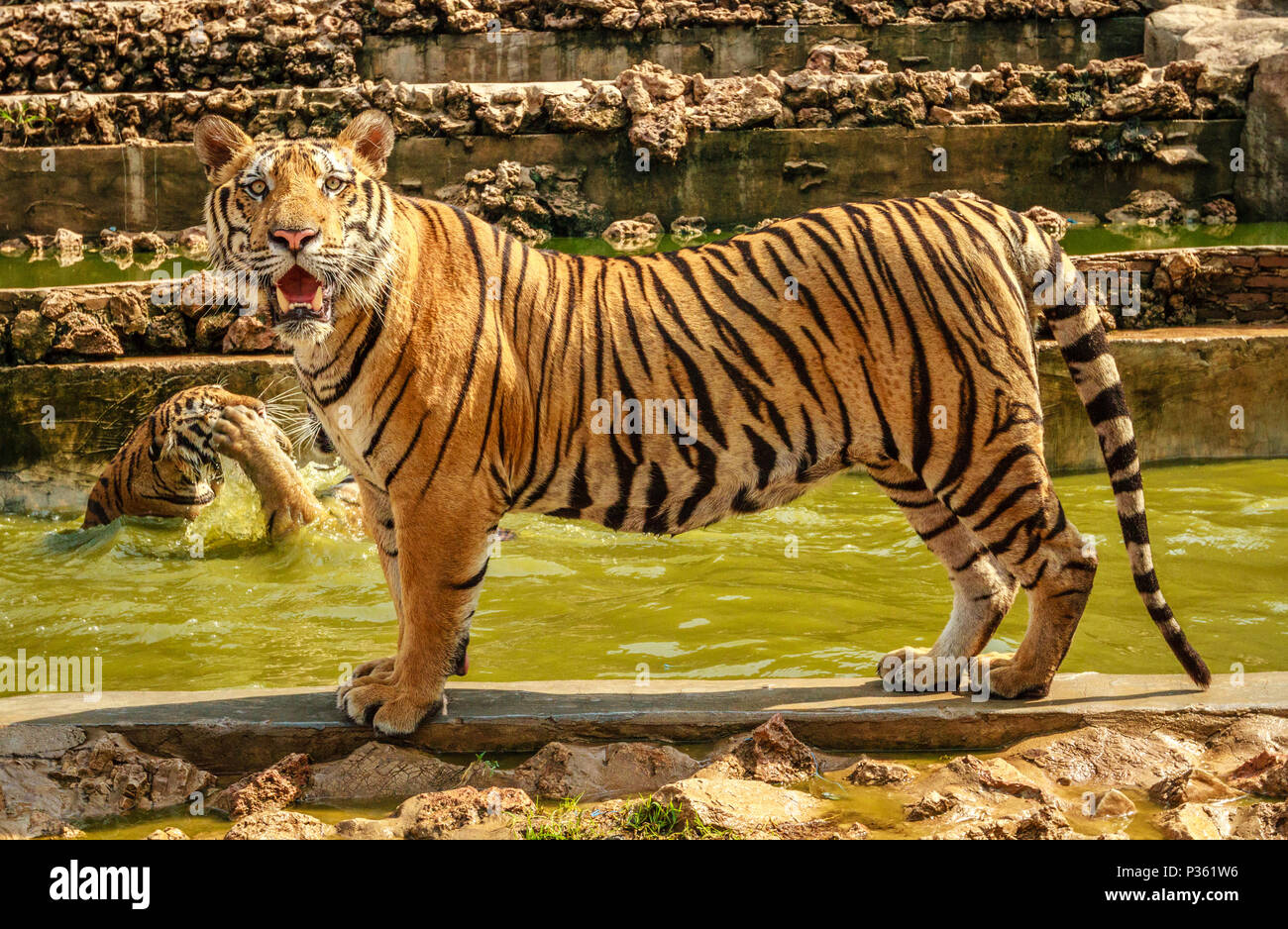 Baño tigre Indochino adulta, Tailandia. Tamaño completo Fotografía de stock  - Alamy
