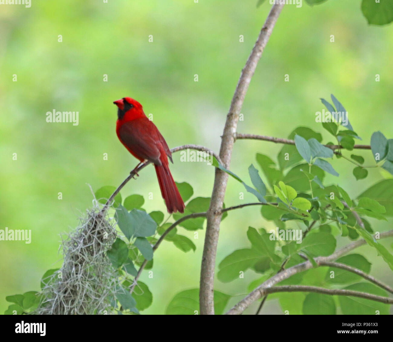 El hermoso canto del pájaro Cardenal rojo es el pájaro oficial de no menos de siete estados Foto de stock