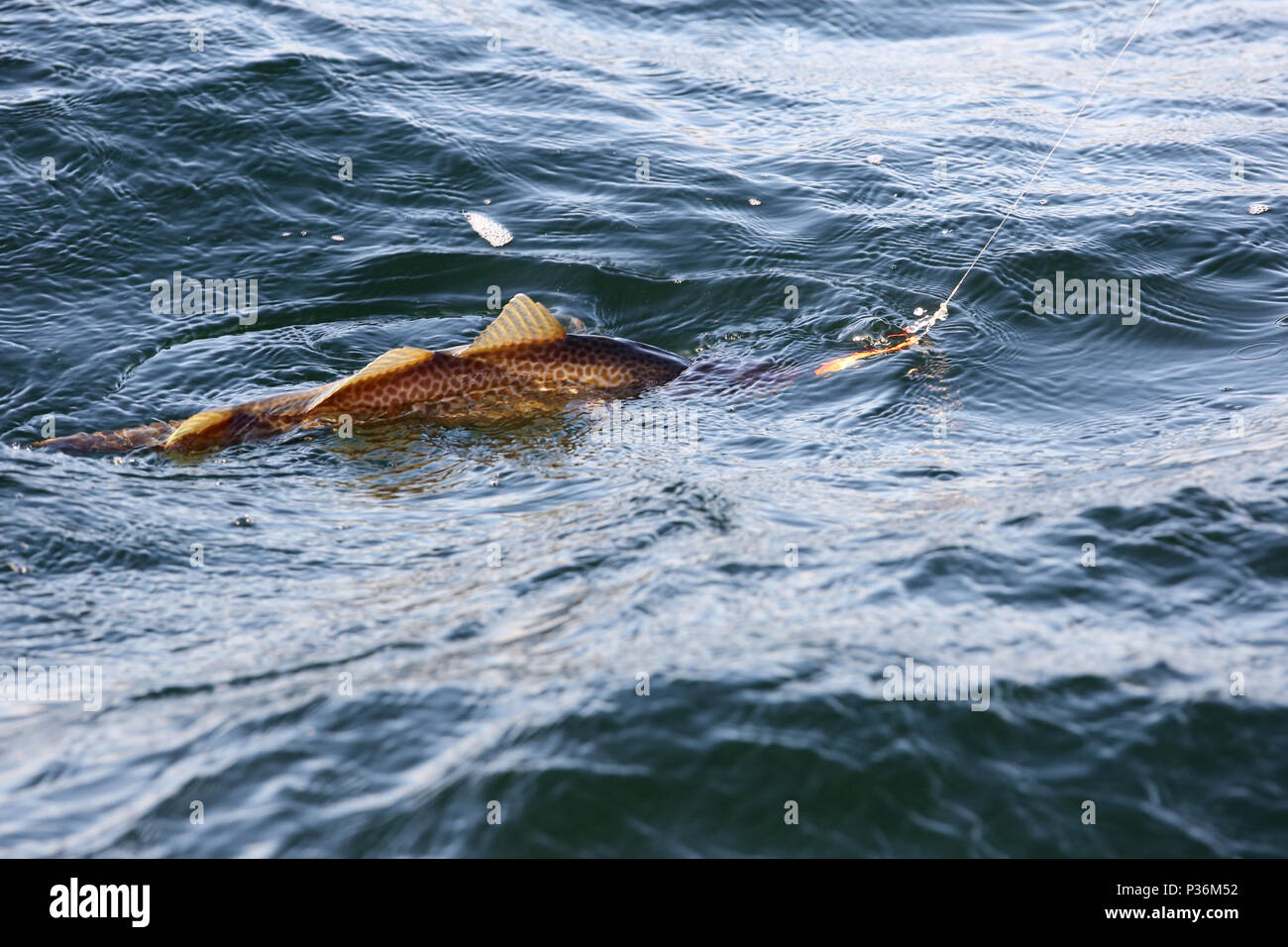 Wismar, Alemania, un bacalao ha mordido en la pesca de alta mar Foto de stock