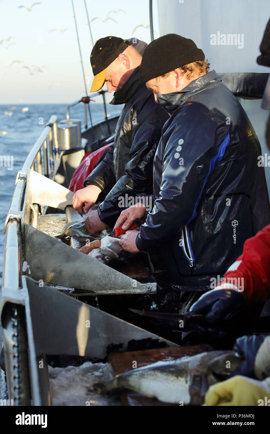 Wismar, Alemania, los pescadores de alta mar tomar bacalao recién capturado Foto de stock