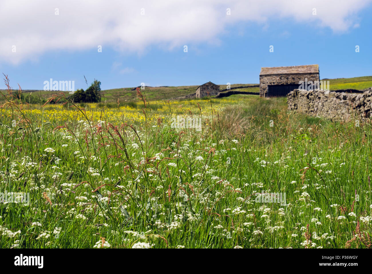 Verano escena campestre con heno wildflower meadow y antiguos graneros en campo. Upper Swaledale Yorkshire Dales National Park North Yorkshire, Inglaterra Foto de stock