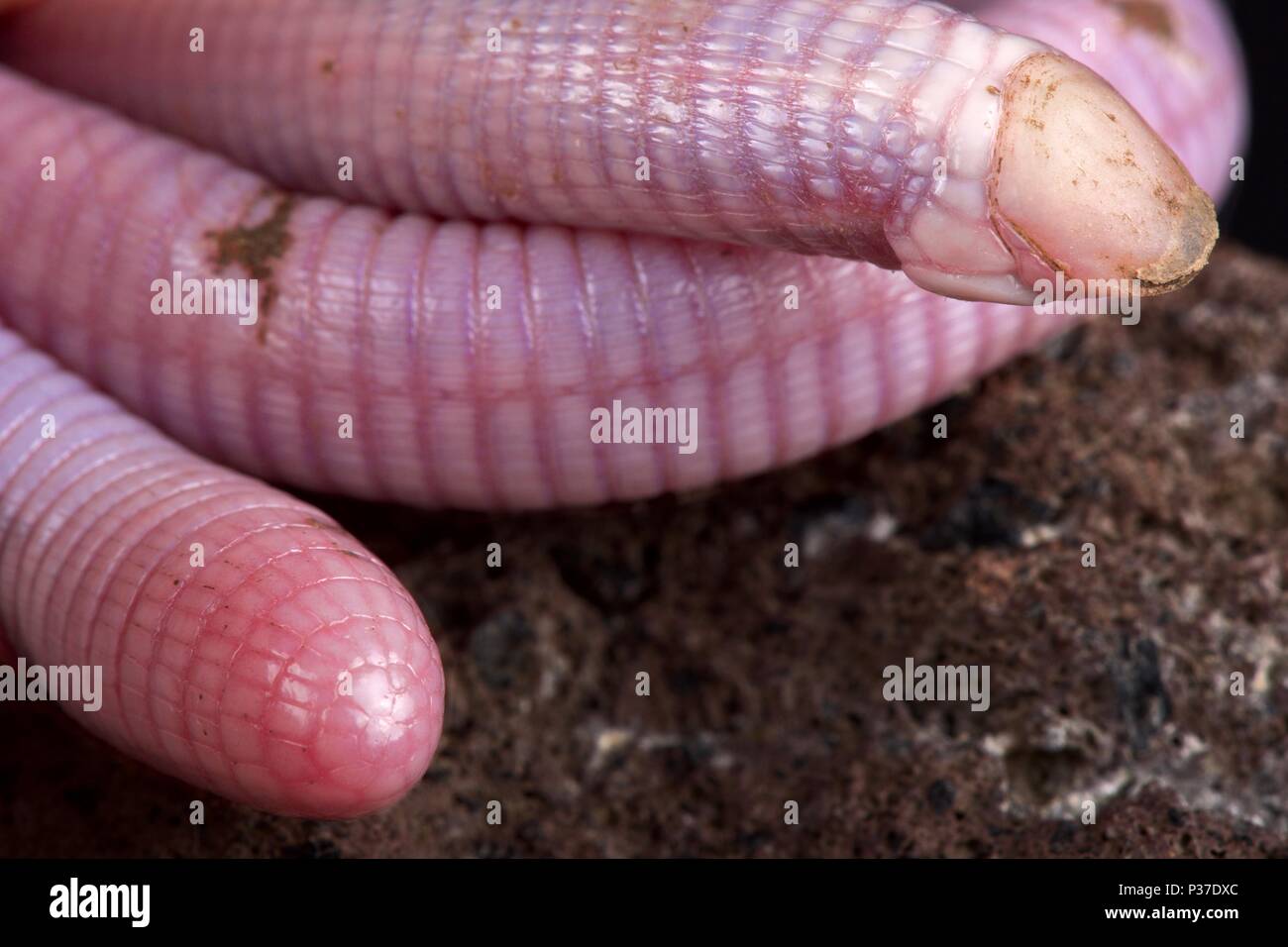 La lagartija (gusano Wedgesnouted Monopeltis decosteri) es una exclusiva, bizar, especie de lagarto legless, rara vez visto, porque subterráneo en el sur Afri Foto de stock